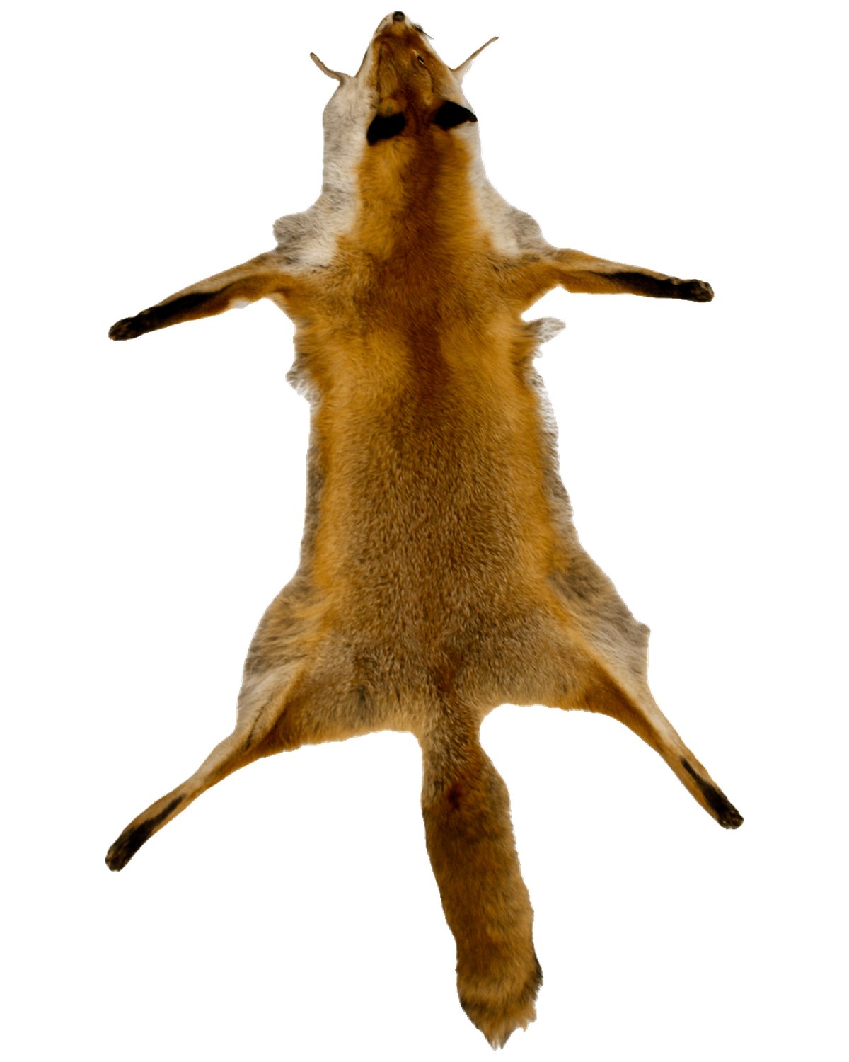Rotfuchsfell (Vulpes vulpes) ganz ausgebreitet mit Kopf und Lunte