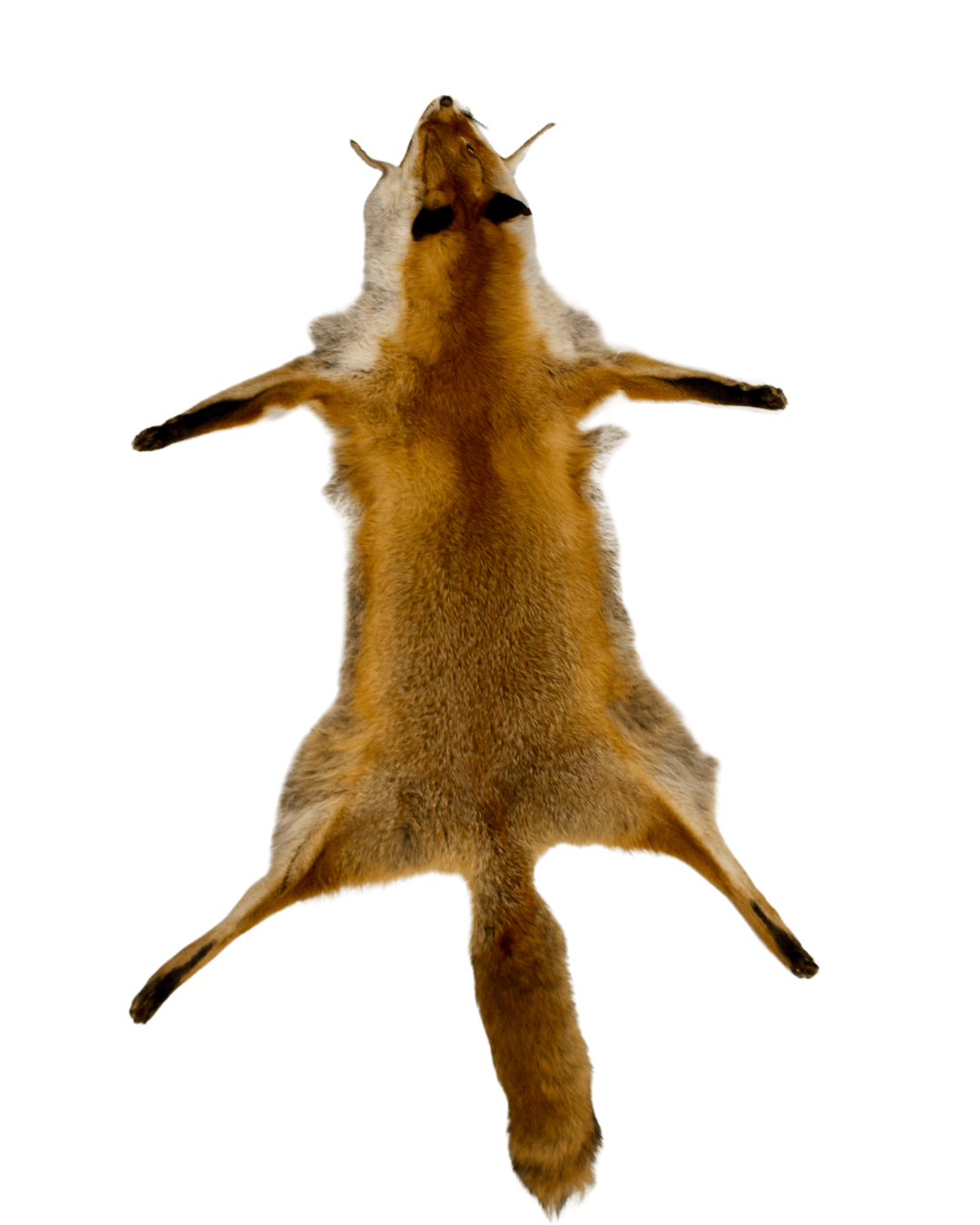 Rotfuchsfell (Vulpes vulpes)