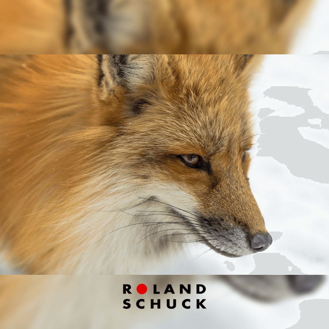 GASTBEITRAG RAUBWILDBEJAGUNG - TIPPS & TRICKS