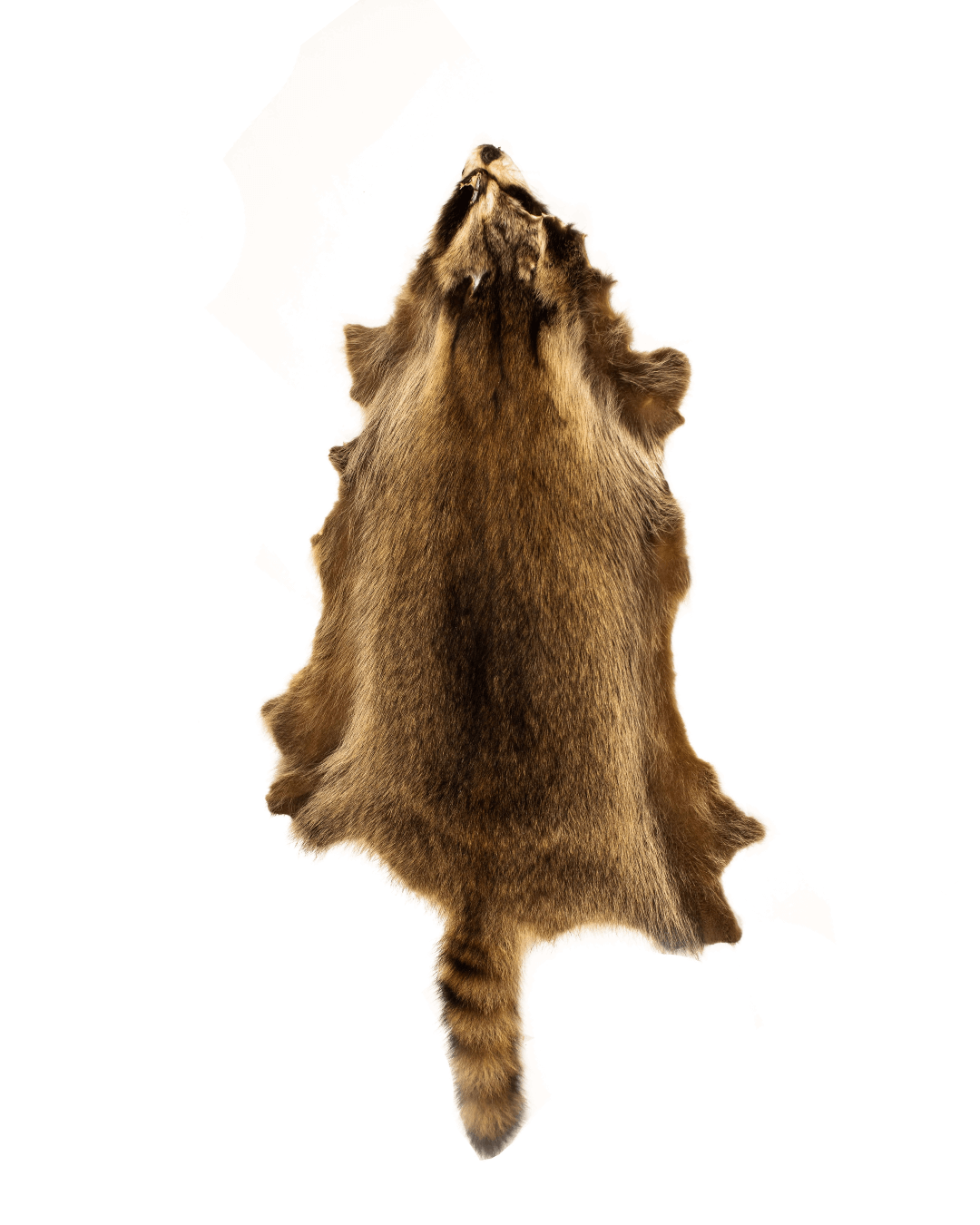 Waschbärfell Schuck Pelzhandel